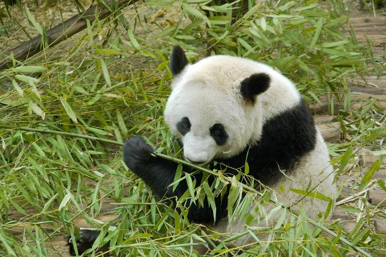 Sichuan-Chongqing Twin-City Luxury Tour